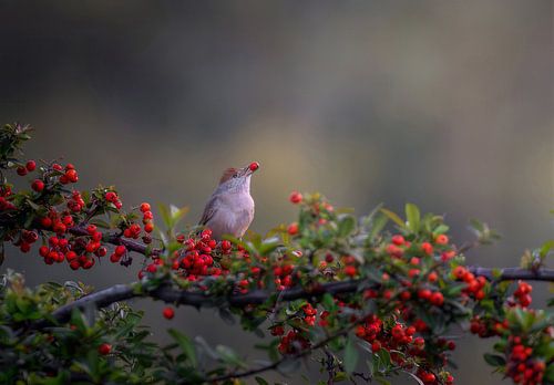 Enjoying a snack by Costas Ganasos