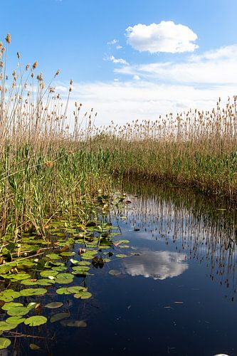 Idylle pur - Kanal im Donautelta