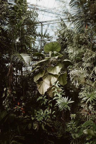 Botanical plants - Hortus Botanicus Amsterdam - Photo Print