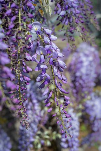 Flowering wisteria, close-up by Kok and Kok
