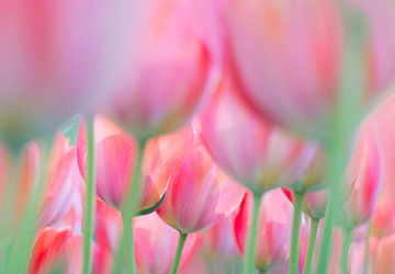 Doorkijkje bij een zacht roze/oranje tulpenveld op de Keukenhof (Nederland) van Birgitte Bergman