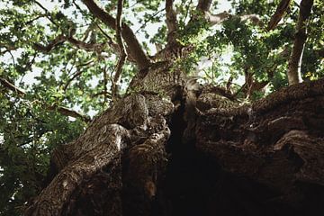 Grote eikenboom op landgoed van Pethworth Park | Reisfotografie fine art foto print | Engeland, UK van Sanne Dost