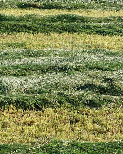 Groen ritme van Harrie Beuken