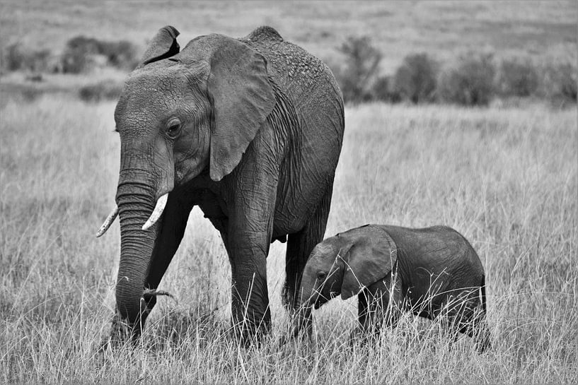 Elefant mit kleinem von Esther van der Linden