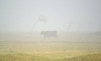 Mist