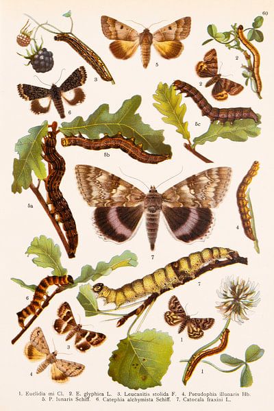 Vintage Farbteller mit großem grau-lila Schmetterling von Studio Wunderkammer