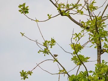 Little bird among the oak leaf