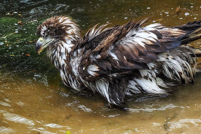 Seeadler von Loek Lobel