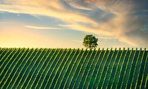 Weinberg und ein Baum bei Sonnenuntergang. Chianti, Toskana