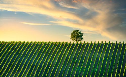 Wijngaard en een boom bij zonsondergang. Chianti, Toscane
