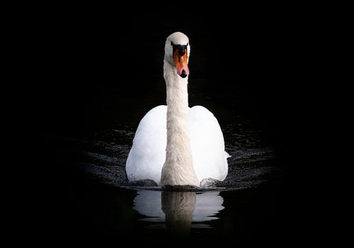 Eenzame zwaan