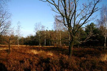 Heideveld in de winter