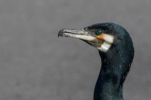 Kormoran-Portrait  (Phalacrocorax carbo)