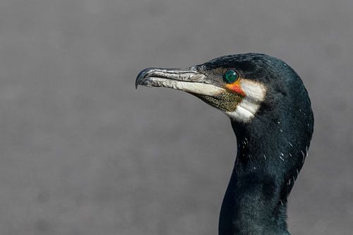 Kormoran-Portrait  (Phalacrocorax carbo)