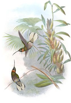 Witstaart met weerhaken-throat, John Gould van Hummingbirds