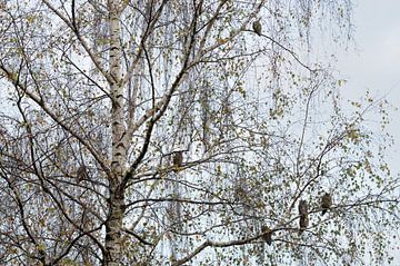 Long-eared owls in a birch by Wim Stolwerk