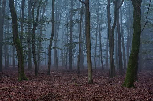 Forêt brumeuse d'automne 