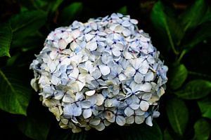 Zartheit der Blütenblätter der Hortensie in voller Blüte