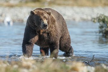 Grizzly beer op zoek naar zalm in de rivier van Menno Schaefer