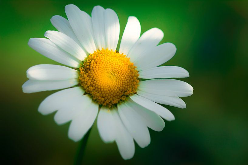 Margrietje by Maikel Brands