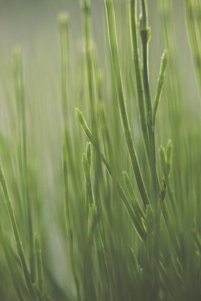 Gras by Robert Wiggers