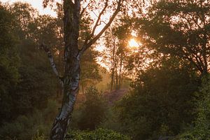 la lumière du soleil à travers les arbres sur Tania Perneel