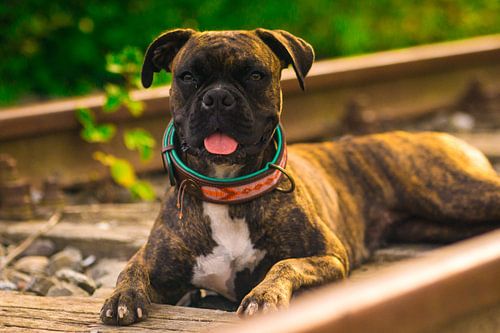 Das Hundeleben kann schon hart sein