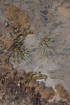Kust en strand (Australië)