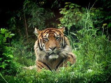 Amur Tijger of Siberische Tijger : Ouwehands DIerenpark van Loek Lobel