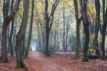 Herfst in het Speulderbos op de Veluwe van Cor de Hamer