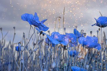 Maïspapaver in het blauw van Claudia Evans