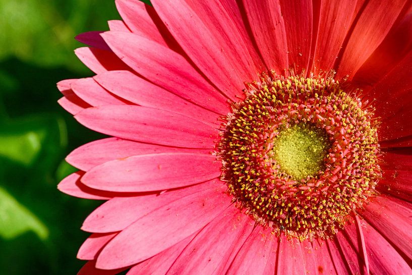 Gerbera in Ölgemälde von Yvonne Smits