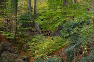 Felsenmeer ( Hemer ), wild zerklüftete Felsen unter alten Buchen, Naturschutzgebiet, Deutschland. von wunderbare Erde Miniaturansicht