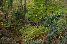 Felsenmeer ( Hemer ), wild zerklüftete Felsen unter alten Buchen, Naturschutzgebiet, Deutschland.