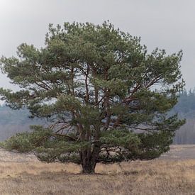 Boom op de heide van Fotowinkel 2.0