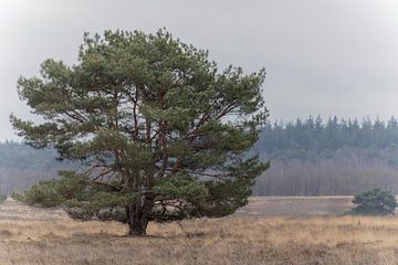 Tree on the heath by Fotowinkel 2.0