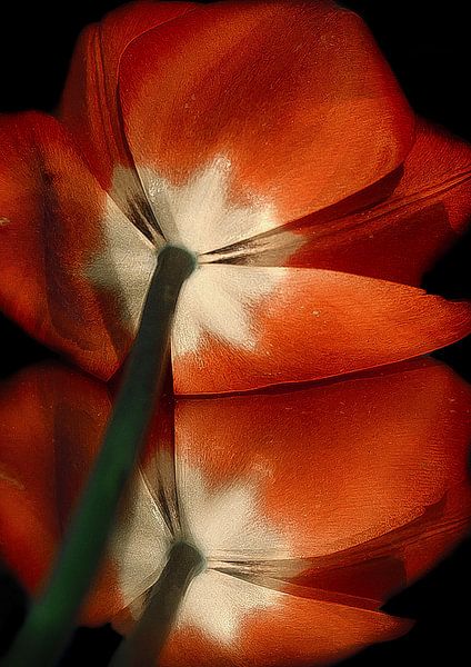 Tulipes  par marleen brauers