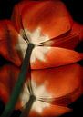 Tulipes  par marleen brauers Aperçu