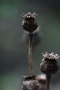 dead flower bud of poppies / poppy bulbs by KB Design & Photography (Karen Brouwer)