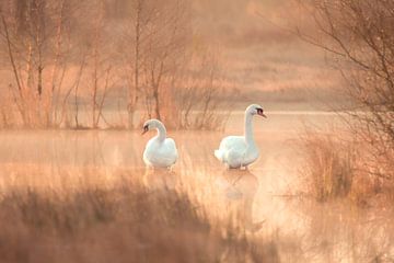 Swans in gold by Monica de Jong