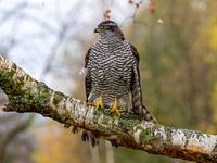 Un faucon hobereau sur une branche