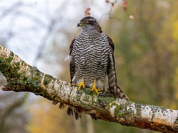 A hawk on a branch by Manuel Weiter