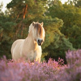 Fjord in heide van Evelien