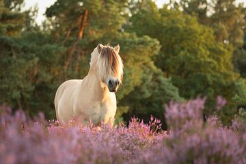 Fjord in heather by Evelien