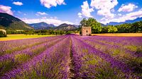 Lavendel