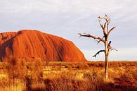 Vögel am Uluru von Inge Hogenbijl Miniaturansicht