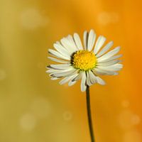 Gänseblümchen