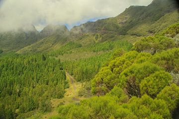 Une belle Réunion verte. sur Tineke Koen