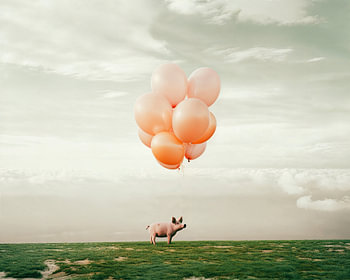 Schweine mit Luftballons absurdistisches Tierporträt