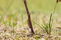 Eine Zebra-Raupe klettert auf einen Ast